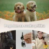 GPS tracker Pet D50 za praćenje ljubimaca
